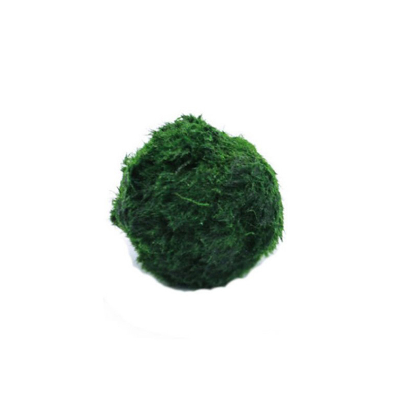 Terrarium Moss Art - 마리모 이끼 공 생물 수족관 식물