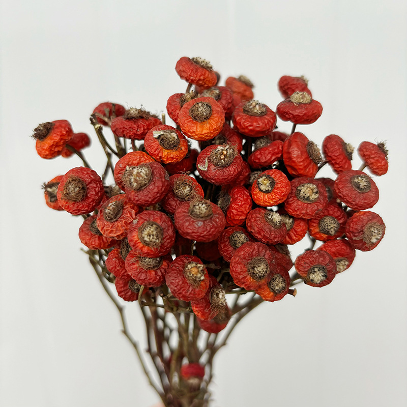 10개/다발 말린 로즈힙 베리 꽃 자연 건조 꽃 장식품 - Dried Flower Bulk 리뷰 및 가격