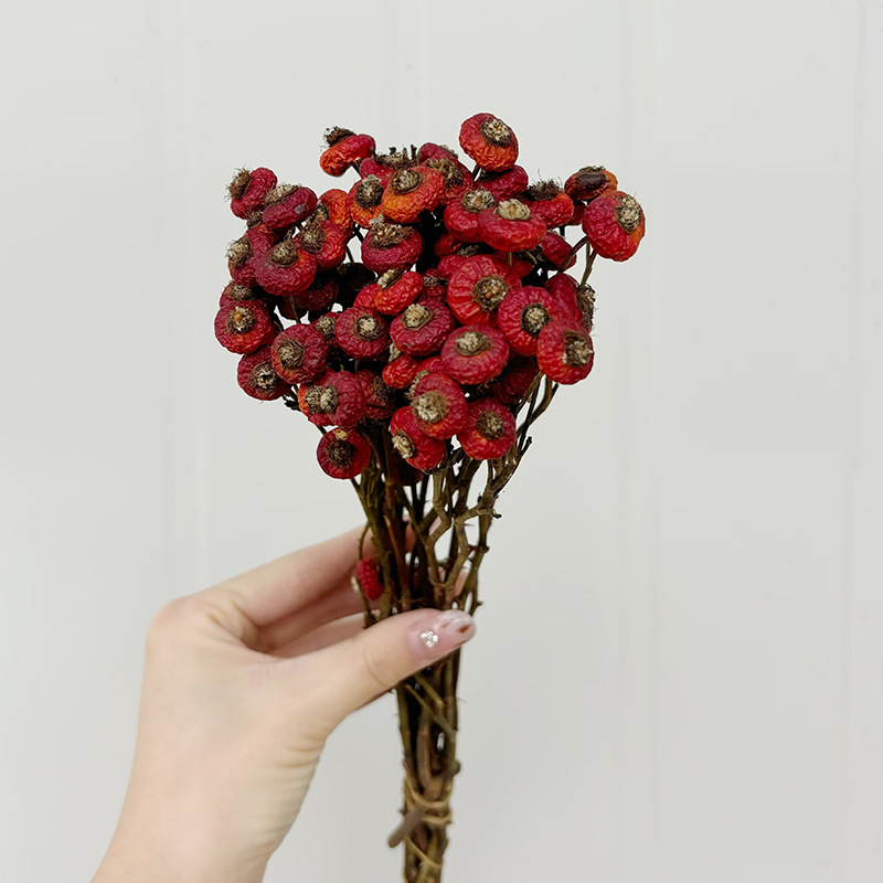 10개/다발 말린 로즈힙 베리 꽃 자연 건조 꽃 장식품 - Dried Flower Bulk 리뷰 및 가격