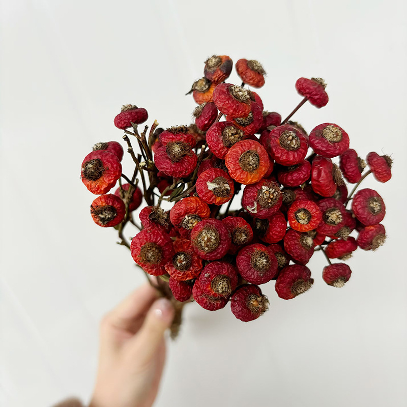 10개/다발 말린 로즈힙 베리 꽃 자연 건조 꽃 장식품 - Dried Flower Bulk 리뷰 및 가격