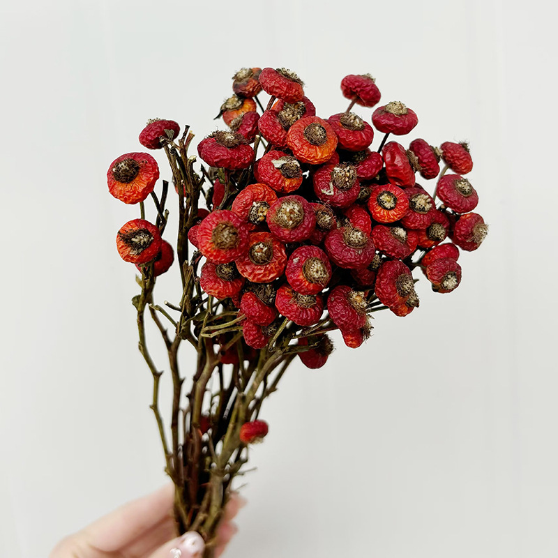 10개/다발 말린 로즈힙 베리 꽃 자연 건조 꽃 장식품 - Dried Flower Bulk 리뷰 및 가격