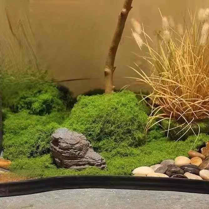 200g 영원한 생명 이끼 DIY 공예 잔디 인공 녹색 - Terrarium Moss Art 리뷰 및 가격