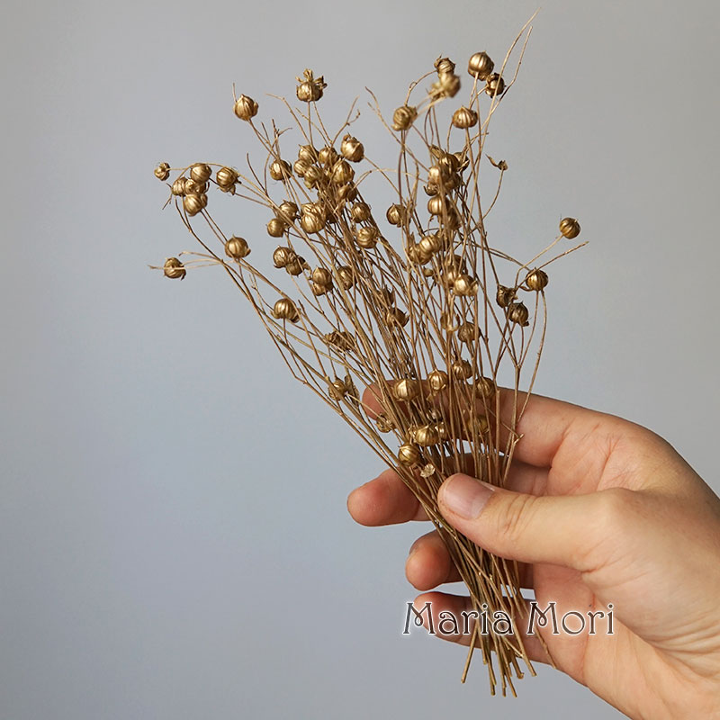 5g 보존 아마 콩 자연 진짜 꽃 다채로운 말린 향기로 - Dried Flower Bulk 리뷰 및 가격