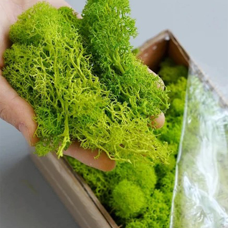 100/200/500g 영원한 생명 이끼 DIY 공예  - Terrarium Moss Art 리뷰 및 가격