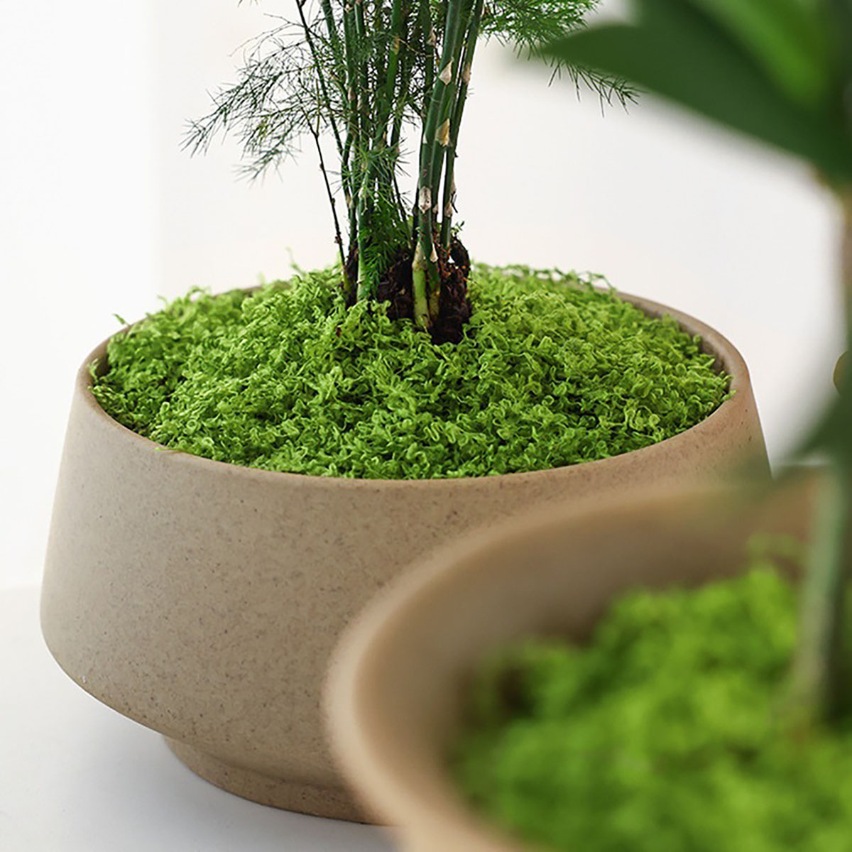 약 20g 인공 녹색 식물 폴리에스테르 이끼 잔디 홈  - Terrarium Moss Art 리뷰 및 가격