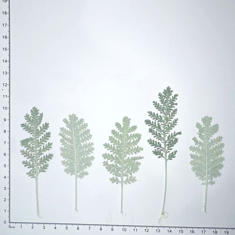 100개 천연 은색 깃털 잎사귀, 색상으로 염색한 압화 - Resin Craft Kit 리뷰 및 가격