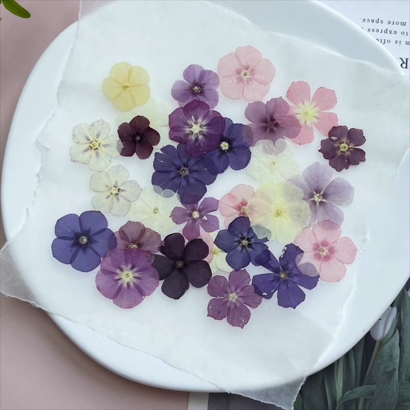 12개, 반투명 니치 플록스 압화 - 사진 액자/레진  - Resin Craft Ideas 리뷰 및 가격