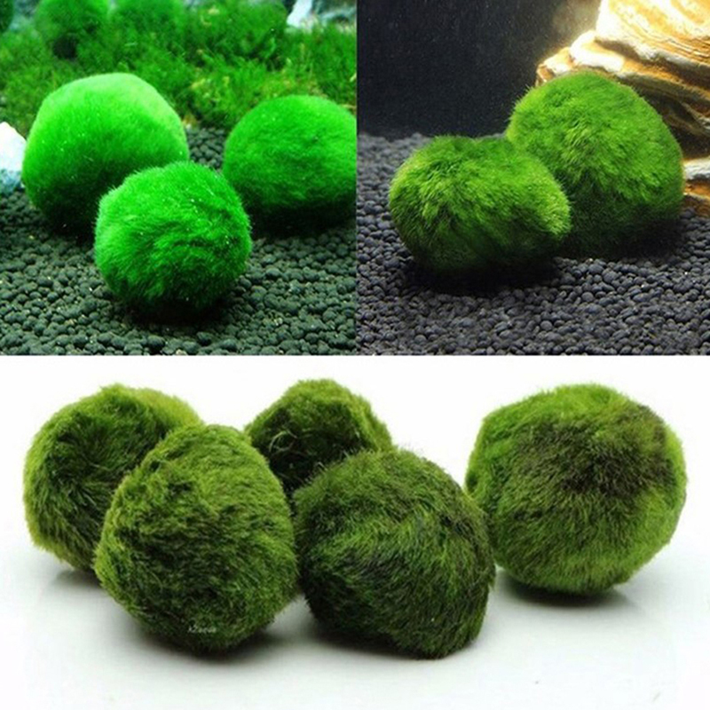 살아있는 마리모 모스볼 3-4cm 녹조류 수족관 식물  - Terrarium Moss Art 리뷰 및 가격