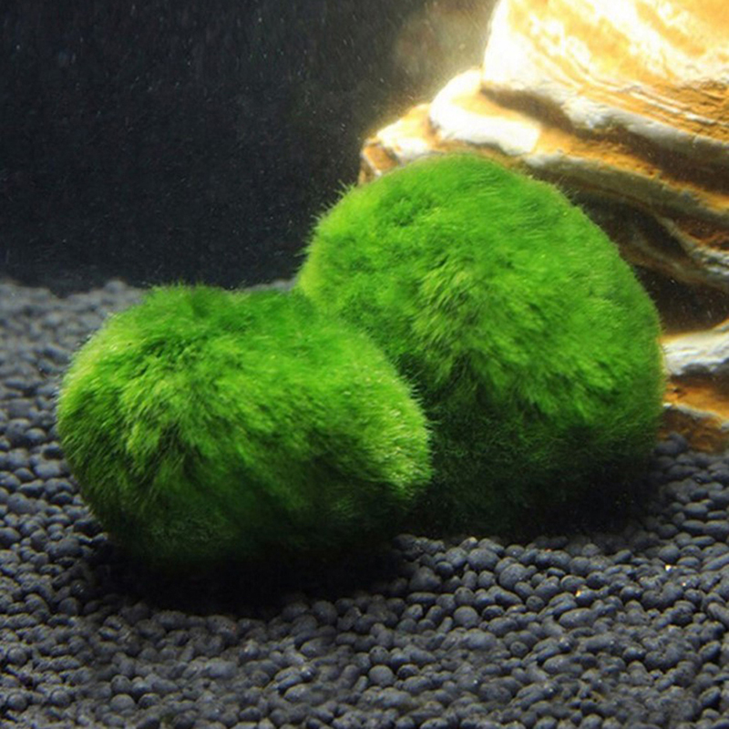 살아있는 마리모 모스볼 3-4cm 녹조류 수족관 식물  - Terrarium Moss Art 리뷰 및 가격