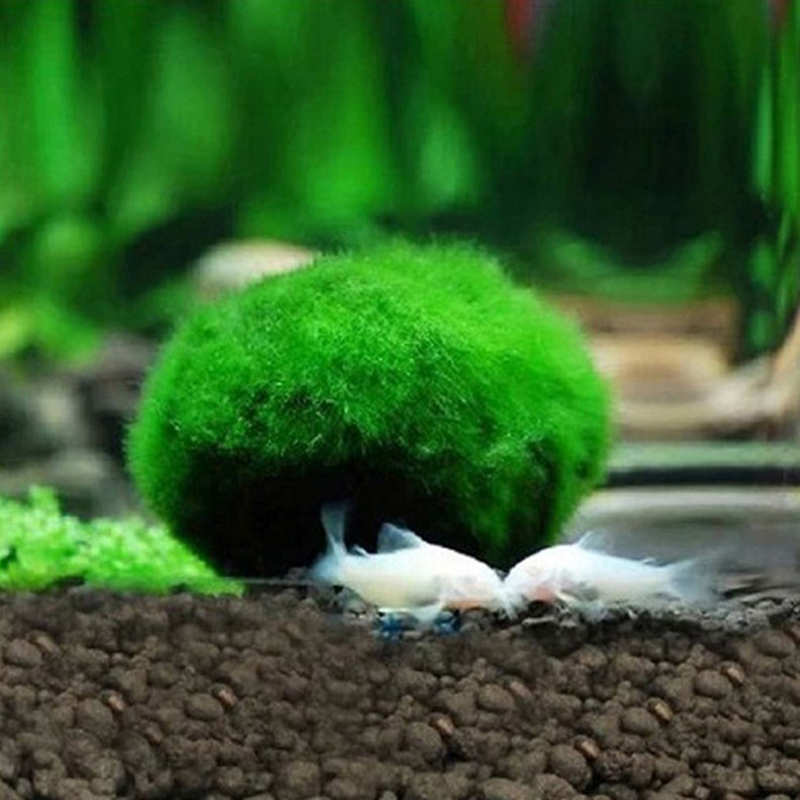 살아있는 마리모 모스볼 3-4cm 녹조류 수족관 식물  - Terrarium Moss Art 리뷰 및 가격