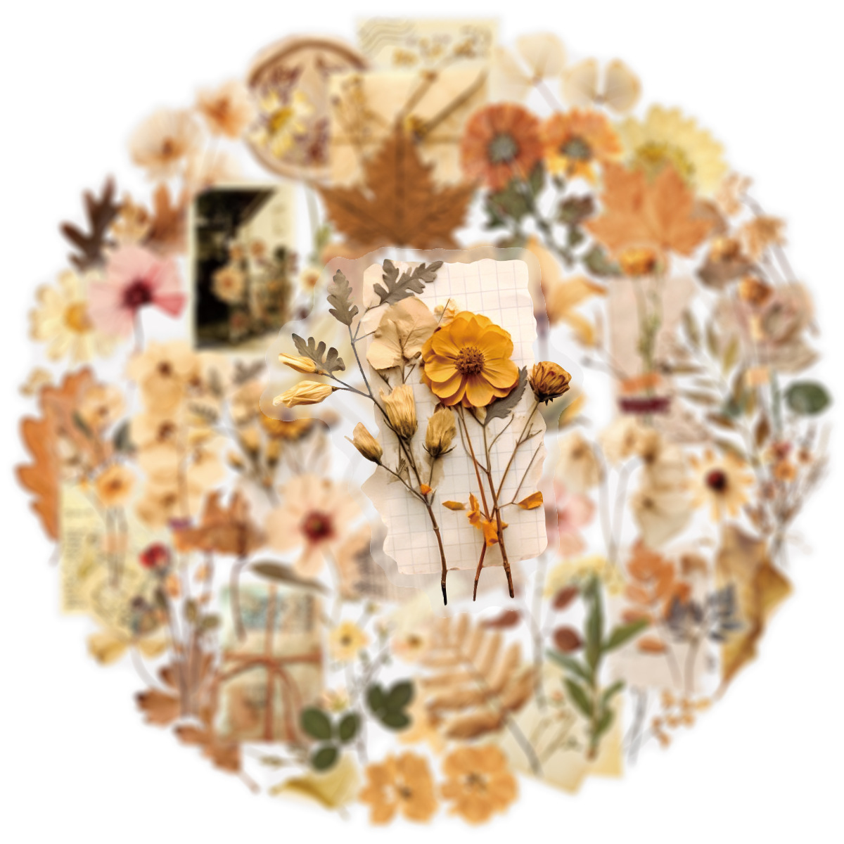 50개 투명 건조 꽃잎 표본 스티커 미학적 장식 문구류 - Dried Flower Bulk 리뷰 및 가격